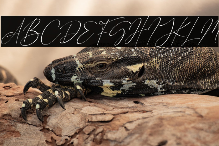 Road Sunshine Italic Example 1