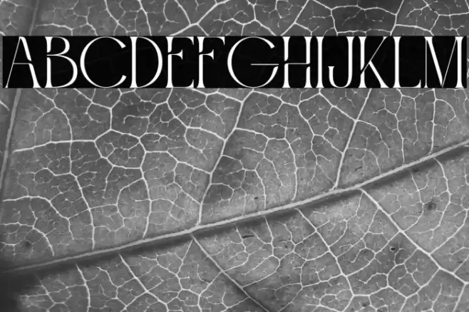 Roashe Personal Use Font examples