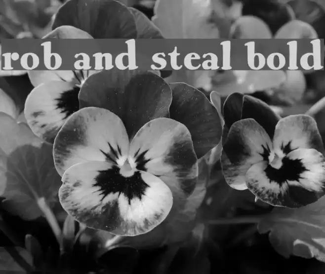 Rob and Steal Bold Schriftart examples