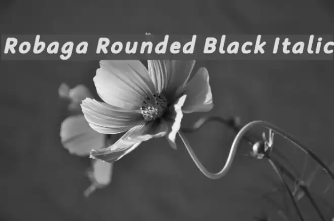 Robaga Rounded Black Italic Fonte examples