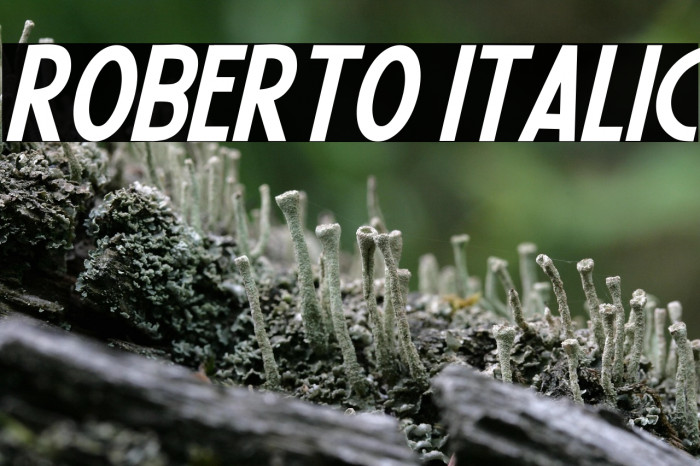 Roberto Italic Example 2