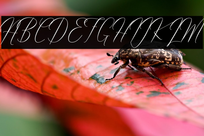 Robertortiz Example 2