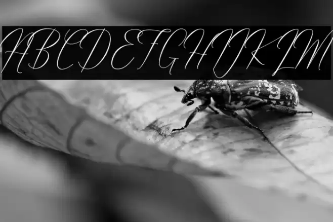 Robertortiz Font examples