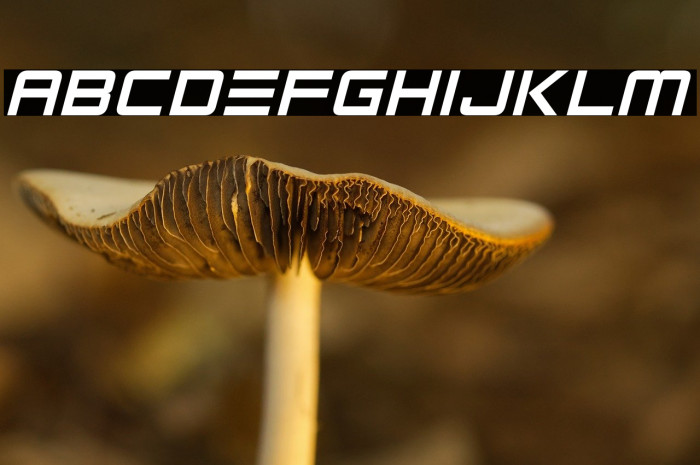 Robot Reavers Example 1