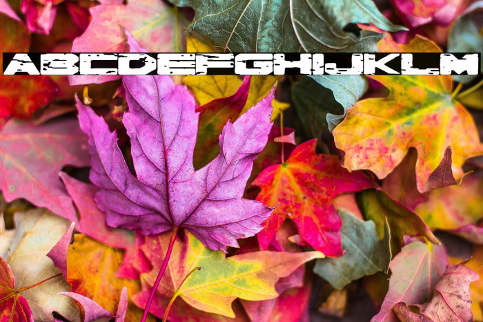 Robot de Hojalata Example 1