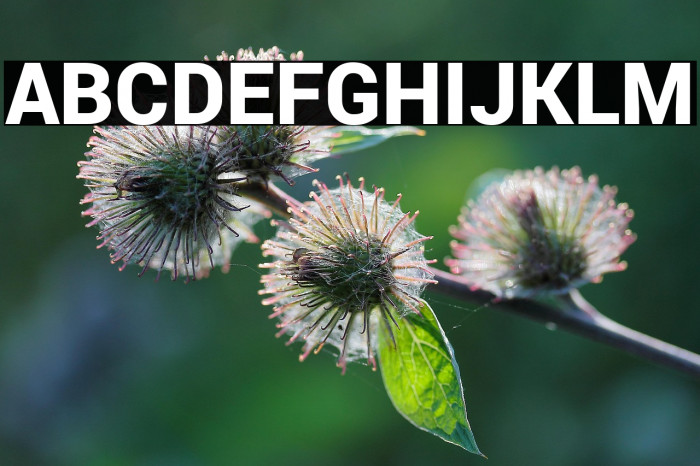 Roboto Black Example 1