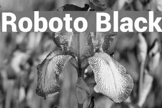 Roboto Black Font examples