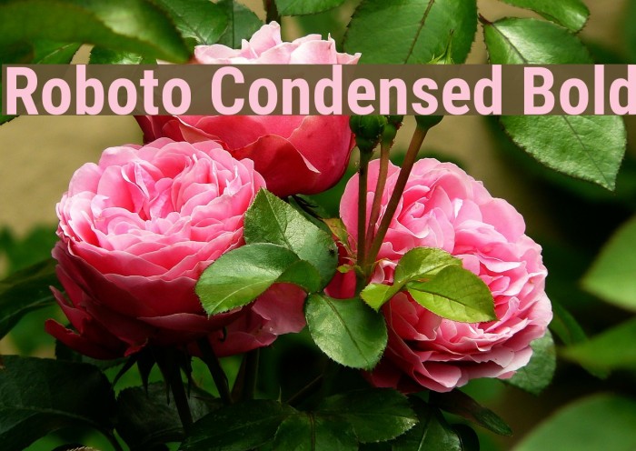 Roboto Condensed Bold Font examples
