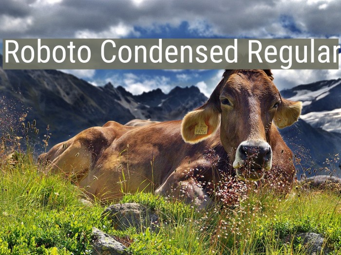 Roboto Condensed Regular Font examples