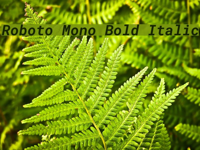 Roboto Mono Bold Italic Font examples