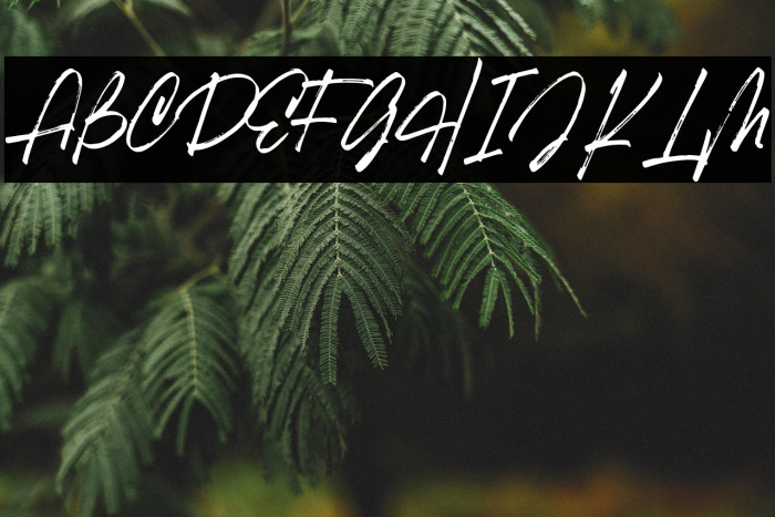 RobustaII-Regular Example 2