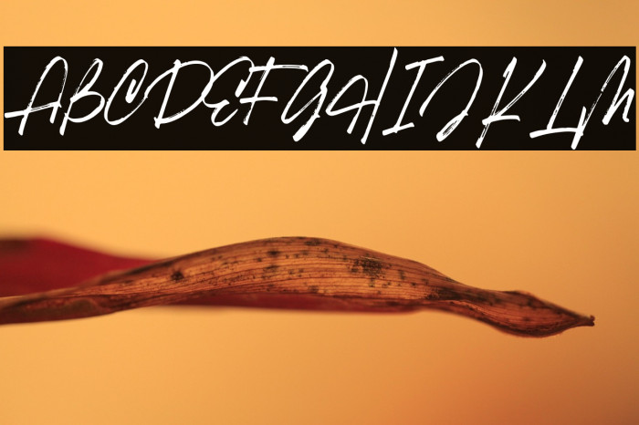 RobustaII-Regular Example 3