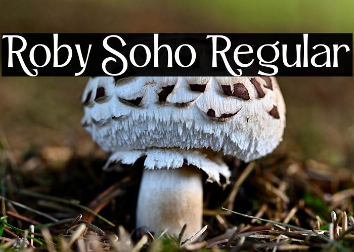 Roby Soho Regular Example 1