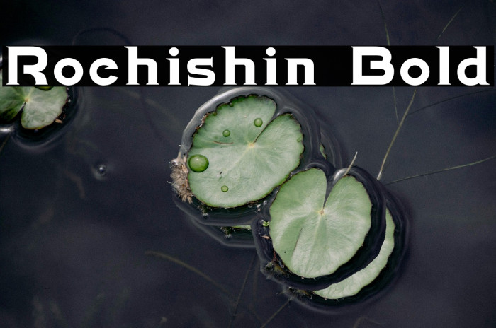 Rochishin Bold Example 1