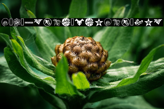 Rock Argentina Regular Example 2