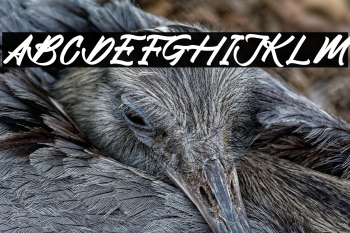 Rock Degun Example 1