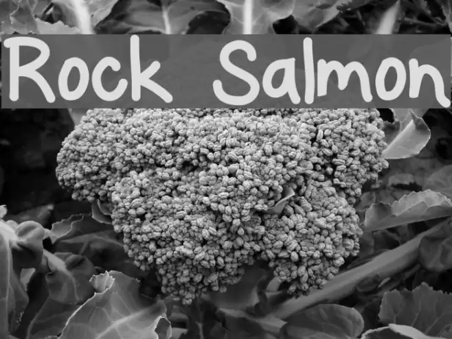 Rock Salmon Font examples