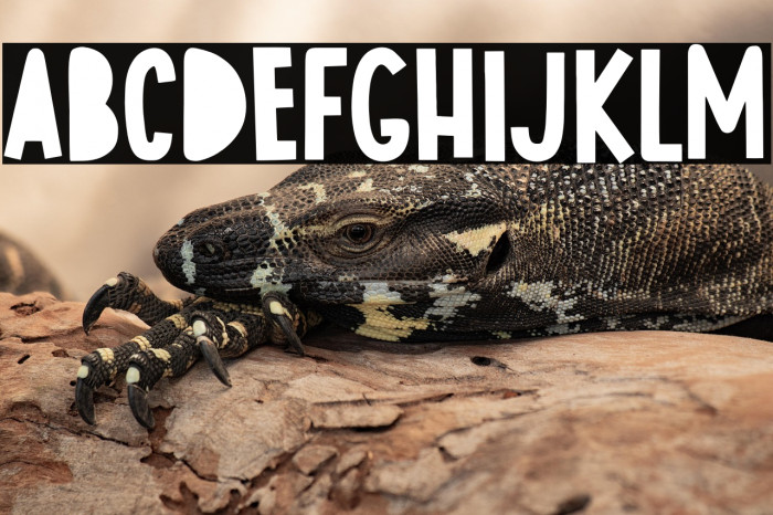 Rockers Bulshit Example 1