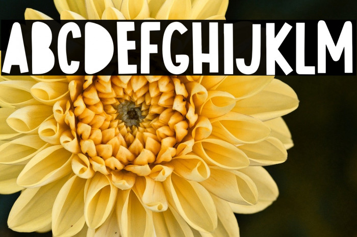 Rockers Bulshit Example 2