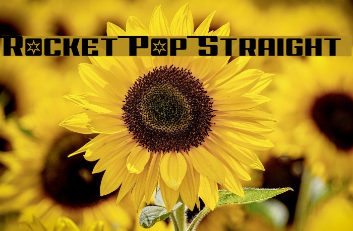 Rocket Pop Straight Font examples