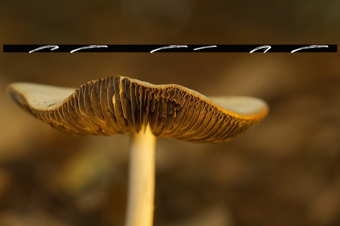 Rocket Shield Swashes Example 2