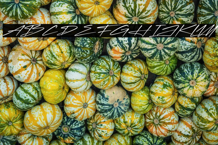 Rockidate Italic Example 1