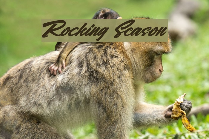 Rocking Season Font examples