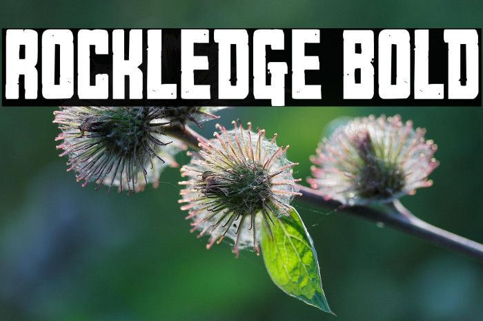 Rockledge Bold Example 2