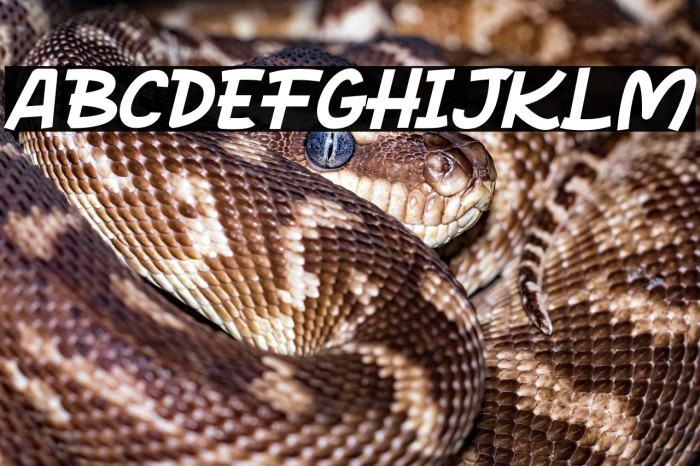 Rocky Monkey Italic Example 2