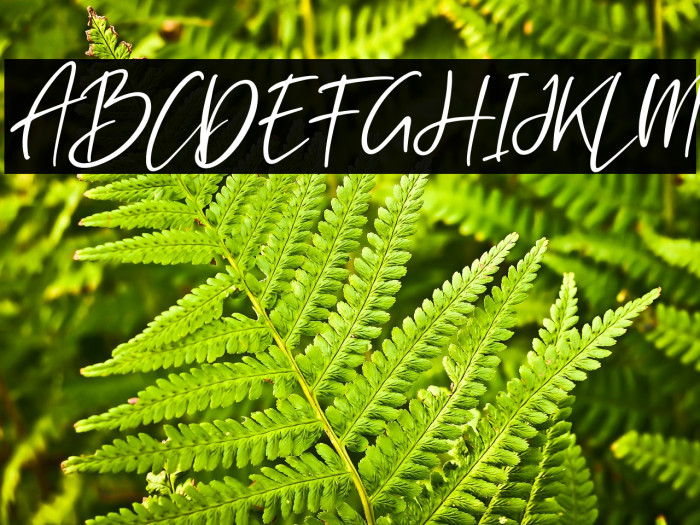 Rockybrown Italic Example 3