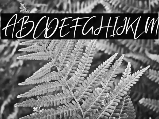 Rockybrown Italic Font examples