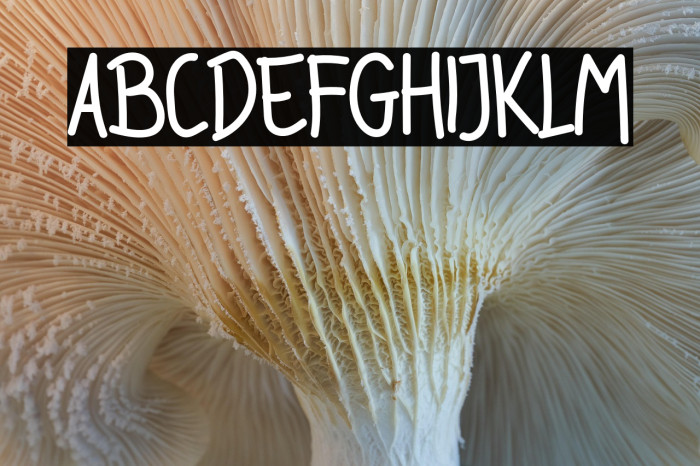 Rodda Kidas Example 3