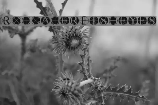 RodgauerFisheyes 字体 examples