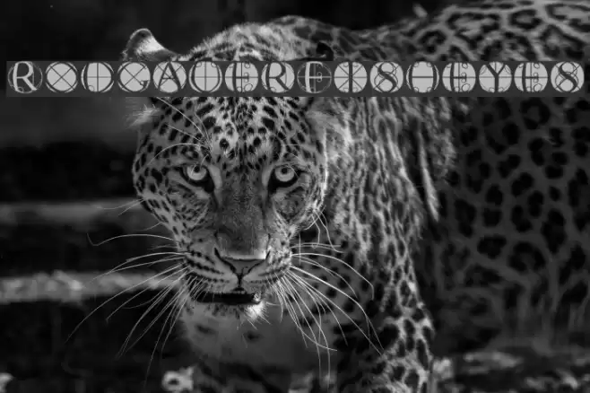 RodgauerFisheyes 字体 examples