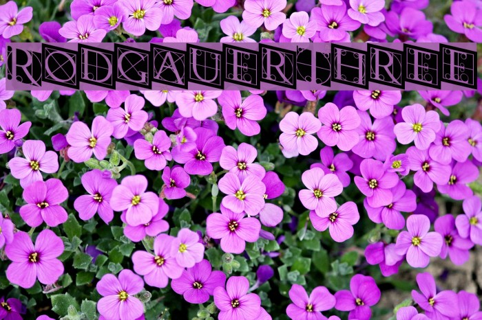 RodgauerThree Font examples