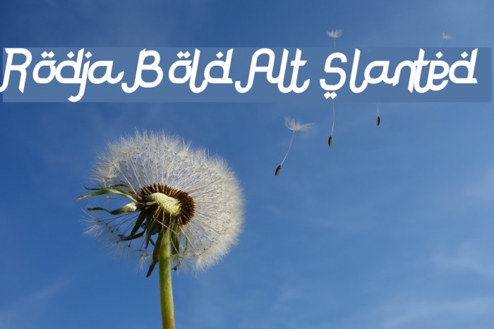 Rodja Bold Alt Slanted Example 2