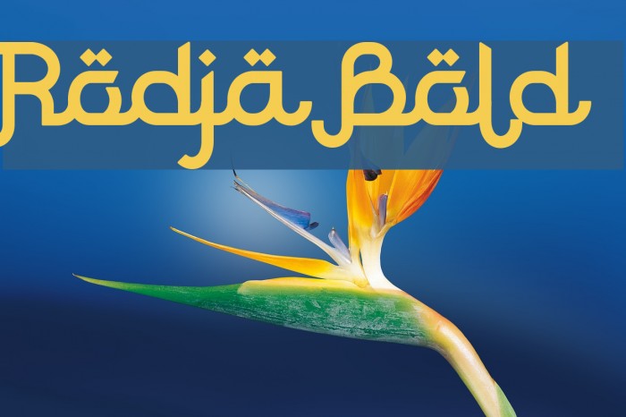 Rodja Bold Example 3