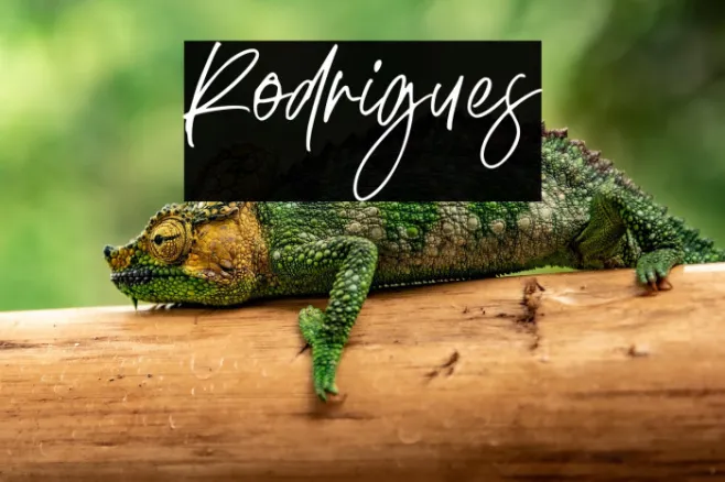 Rodrigues Example 2