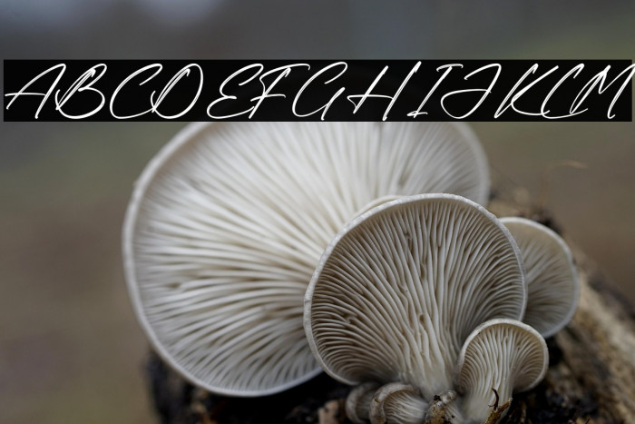 Rodriguez Xavier Example 1