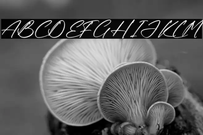 Rodriguez Xavier Polices examples