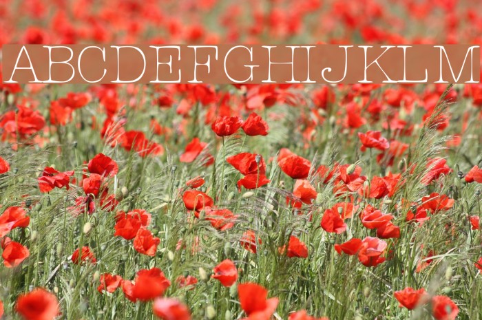 Rogers Typewriter Font examples