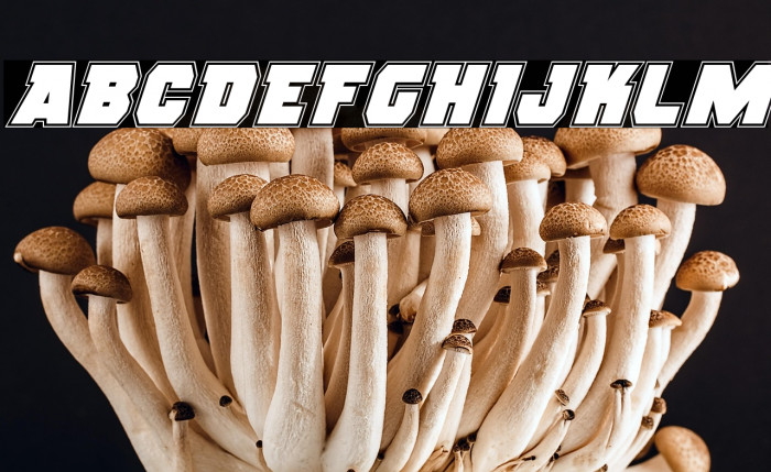 Rogue Hero Academy Italic Example 3