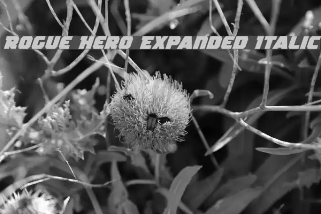 Rogue Hero Expanded Italic Fuentes examples