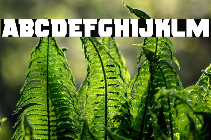 Rogue Hero Example 1