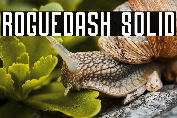 Roguedash Solid Example 2