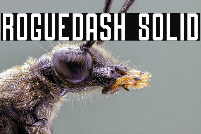 Roguedash Solid Example 3