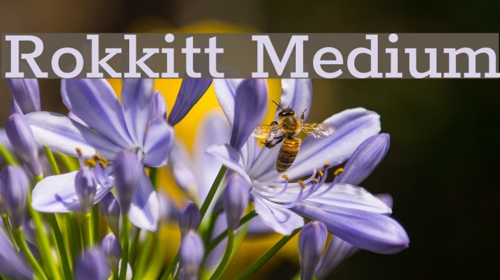 Rokkitt Medium Example 3