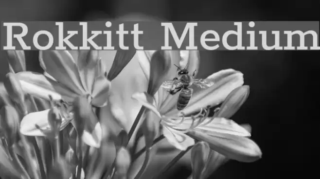 Rokkitt Medium Font examples
