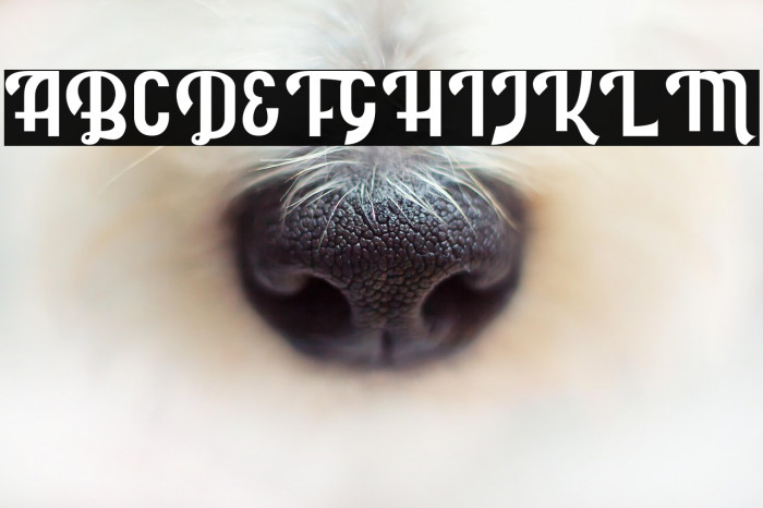 Rolanda [Demo] Example 1