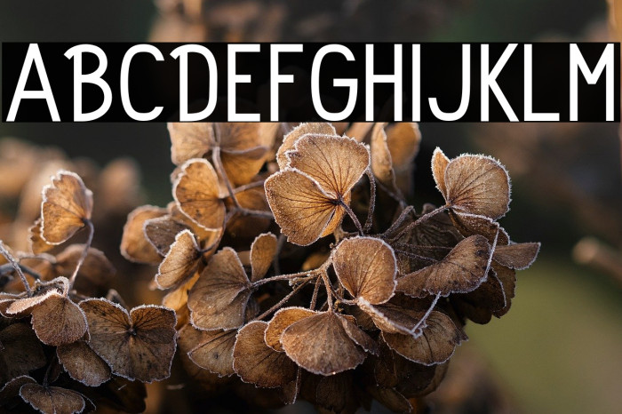 Rolhausen-Regular Example 2